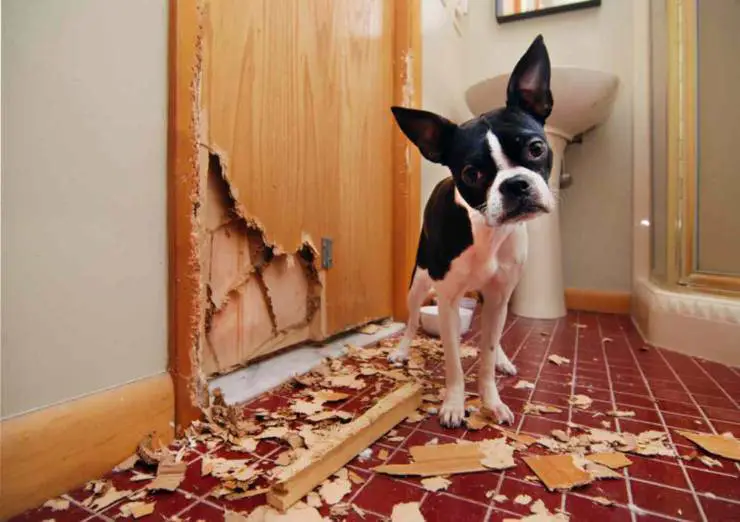 pica en perros