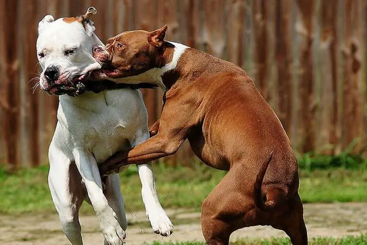 genes del comportamiento del perro