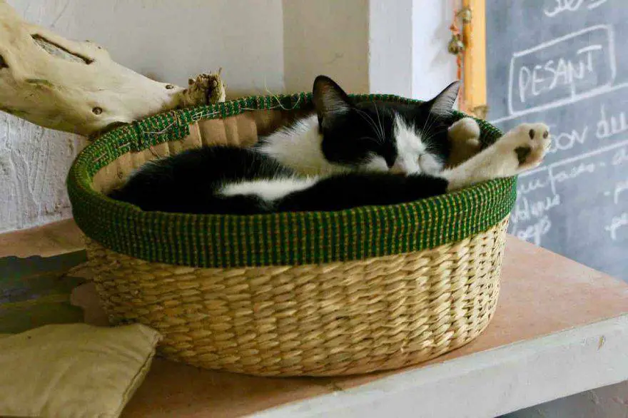 gato adulto duerme