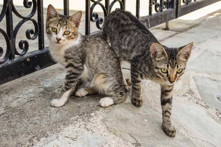 apareamiento de gatos