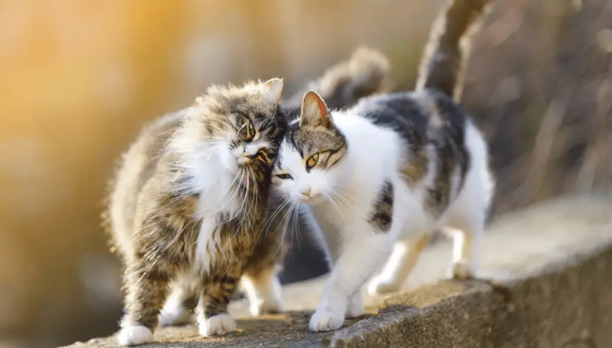 comportamiento sexual del gato