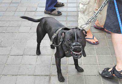 licencia obligatoria para perros