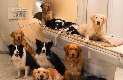 perros de inteligencia