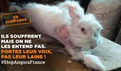 angora