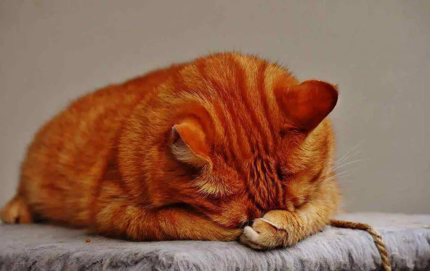 Conjuntivitis en gatos