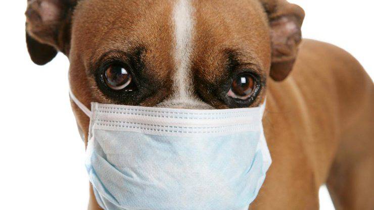 coronavirus en perros y gatos
