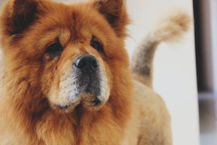 Esquila el abrigo del perro