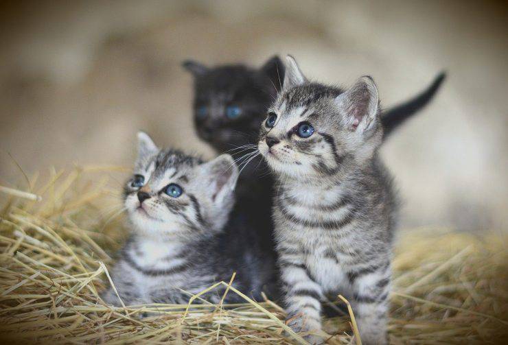 gatitos