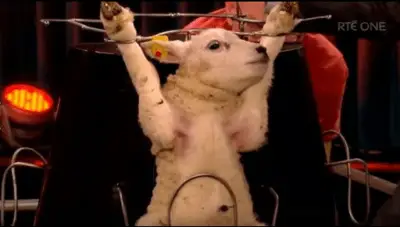 GRANJEROS DE CORDERO