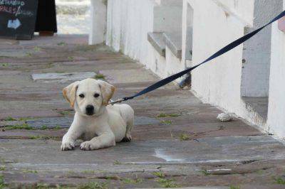 cachorro no quiere salir