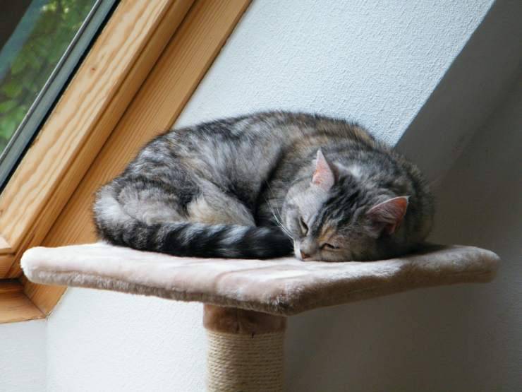 cuando el gato está a punto de morir