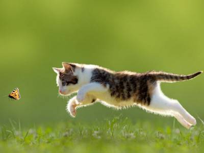 gato