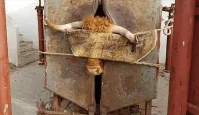 crueldad animal