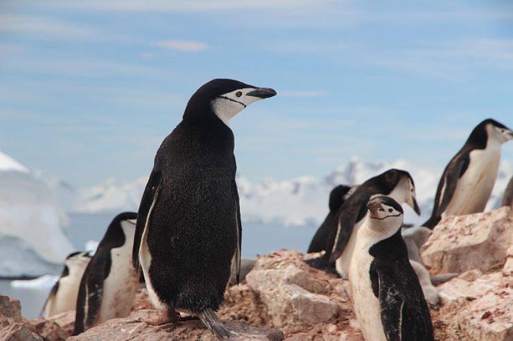curiosidad por los pingüinos