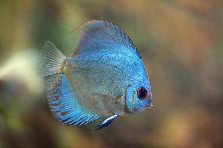 Pez Cyprinodon