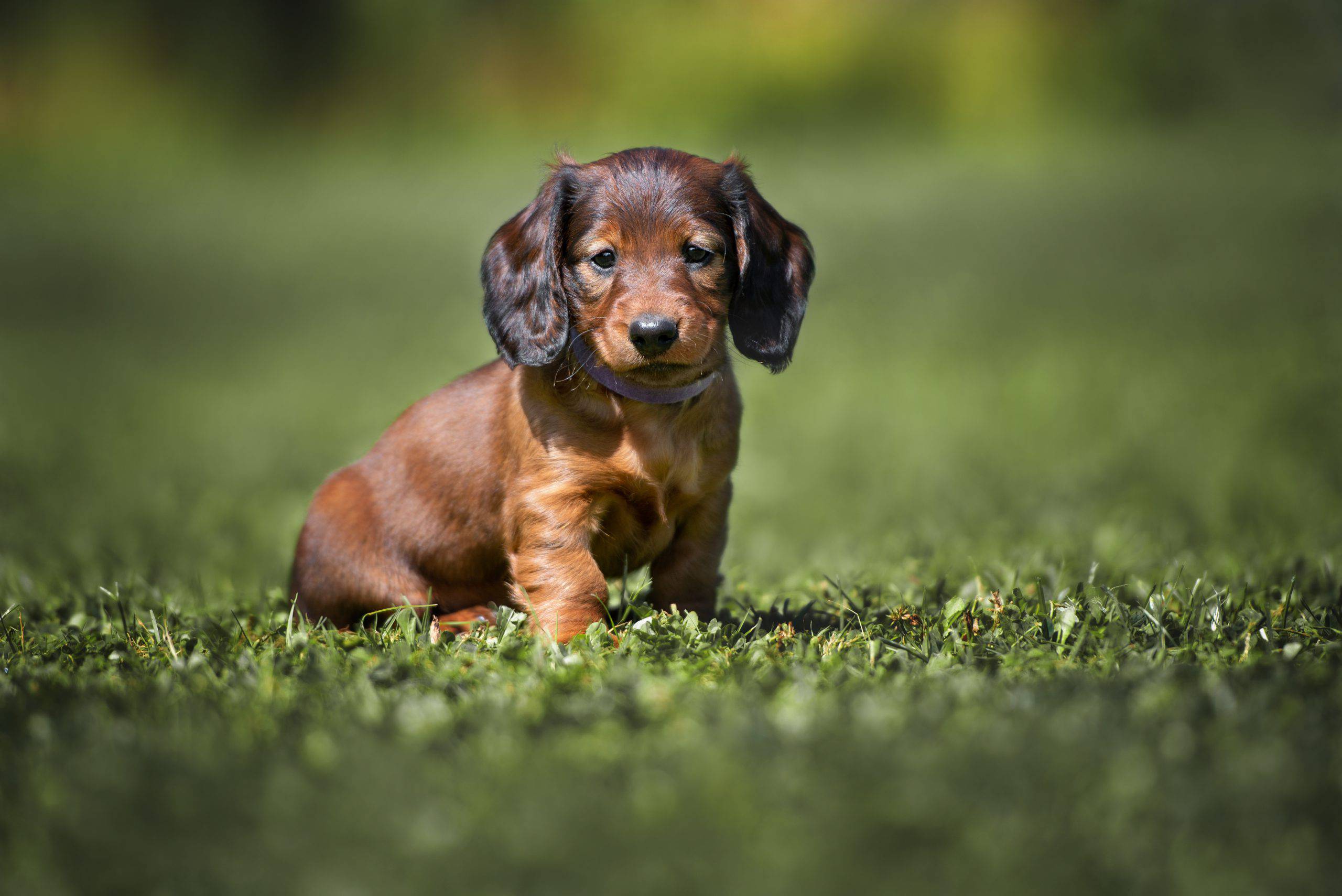 Cachorro de perro salchicha