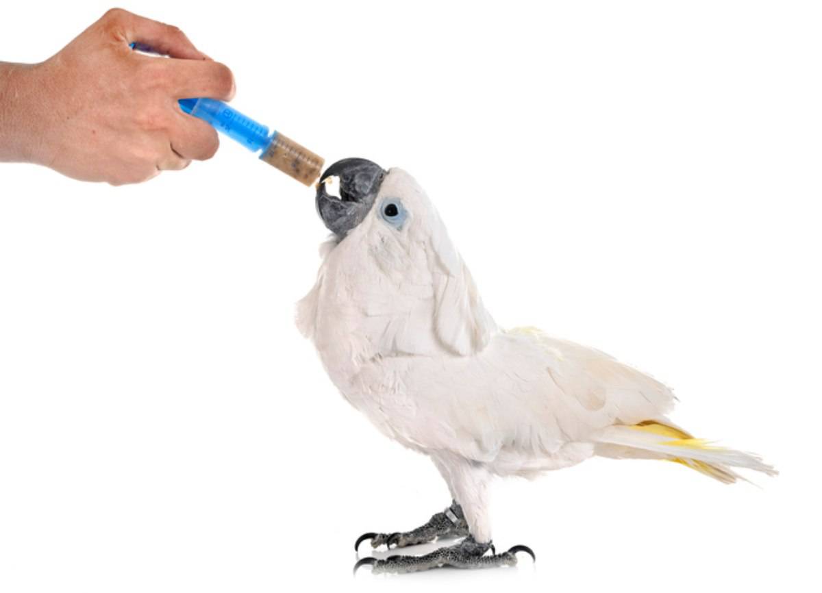 Dar medicación al pájaro