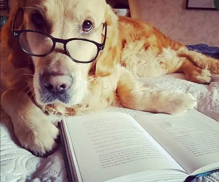 Libros sobre cachorros