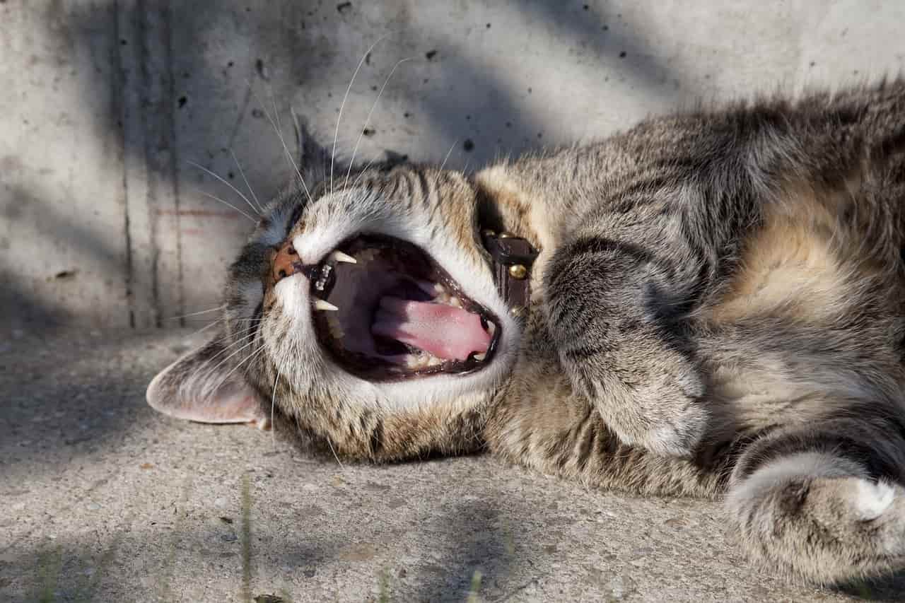gato respirando