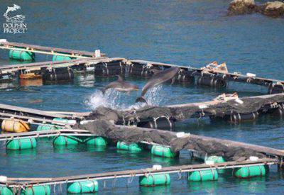 madre-delfín