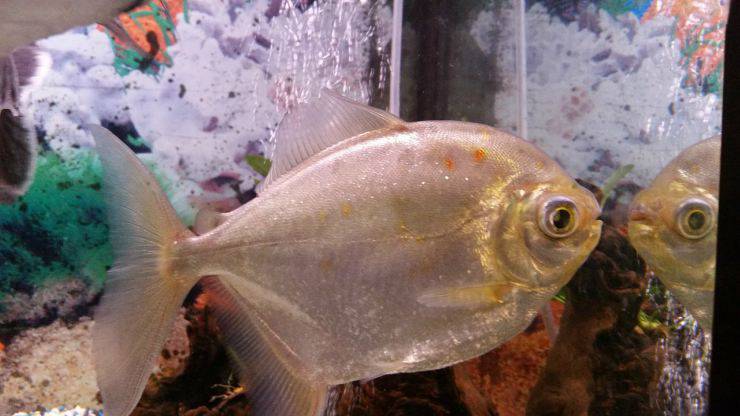 peces en el acuario