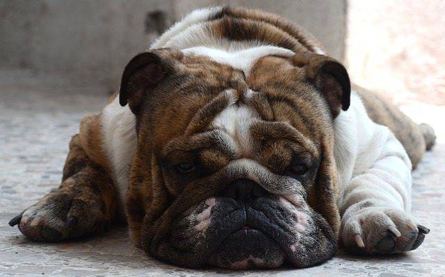 Diabetes en perros