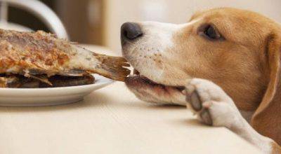 dieta animal barf