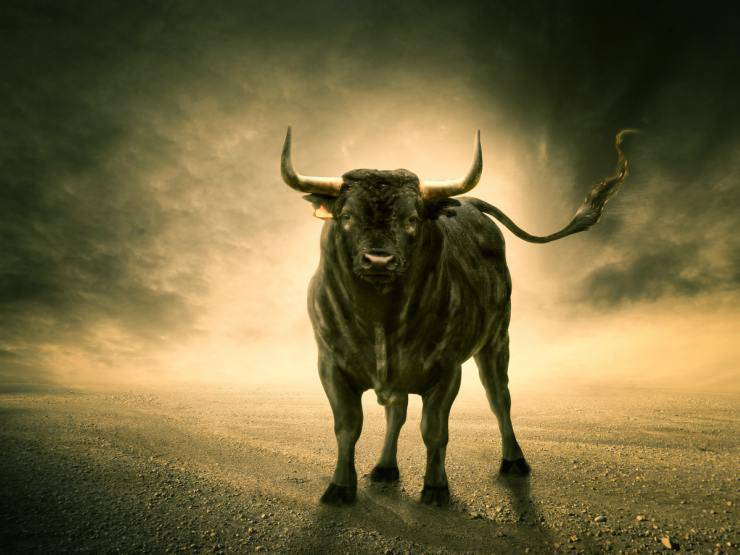 Diferencias entre buey y toro