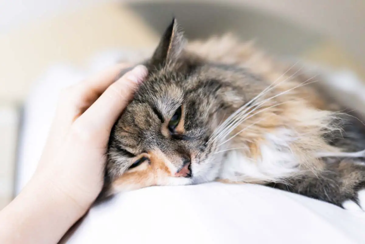 Dolor de estómago en gatos