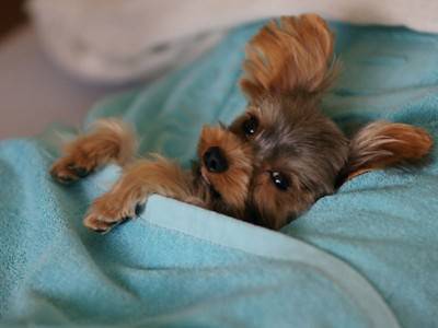 cama para perros 9d