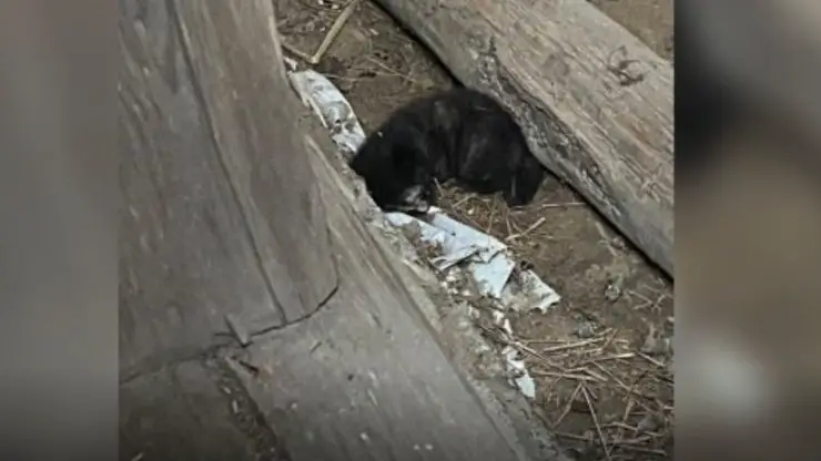 los niños encuentran tres gatitos de granero