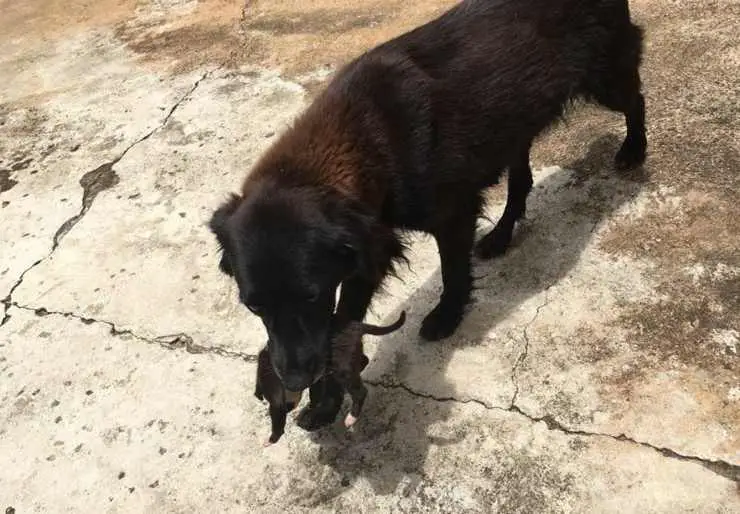 perros héroes Charlie Chaplin abandonados