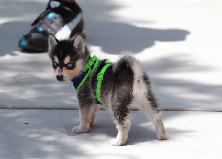 Un cachorro de husky enano con una correa