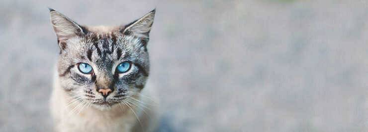 Ectropión en el gato