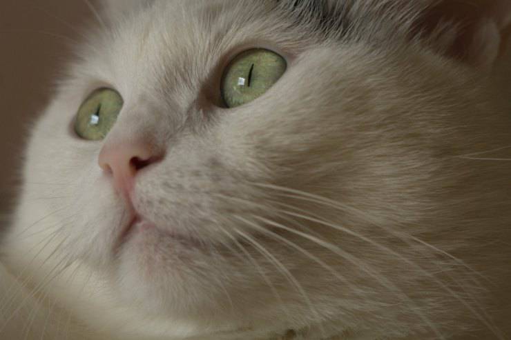 mirada de gato