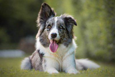 border collie