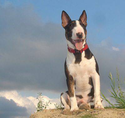 bull-terrier2