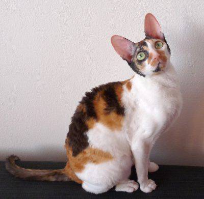 cornish-rex-3
