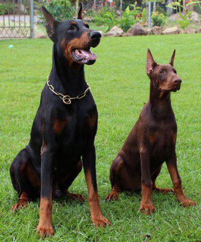 dobermann_padre-e-hijo