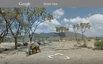 elefantes de google