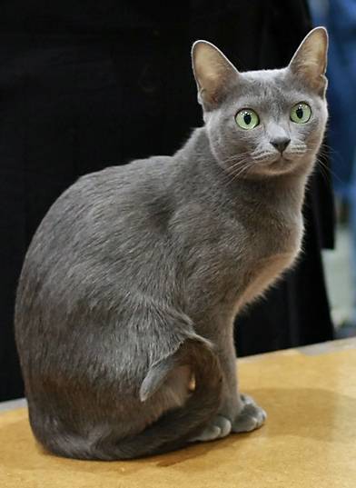 korat_in_cat_show-cropped