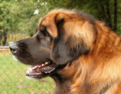 leonberger_glowa40tt