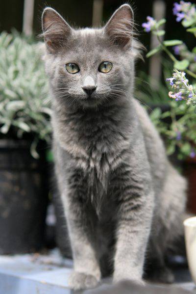 nebelung