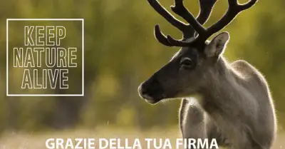 alarma de la naturaleza