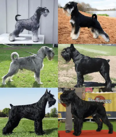 schnauzer_size_montage