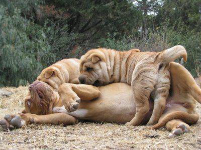shar-pei