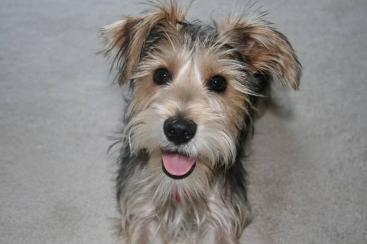 El Snorkie es una mezcla entre un Schnauzer miniatura y un Yorkshire.