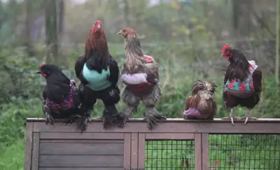 gallinas de ropa