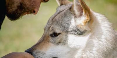 Conoce-a-un-lobo-Mauro-Bassano-660x330