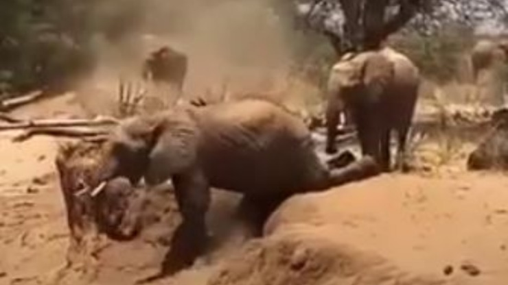 Video de mamá bebé elefante